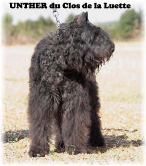 © Elevage de bouviers des flandres du Clos de la Luette specialisé pour le bouvier des flandres Copyrigth depose