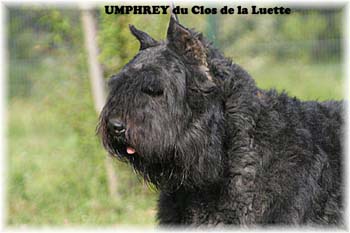 UMPHREY © Elevage de bouviers des flandres du Clos de la Luette specialisé pour le bouvier des flandres Copyrigth depose