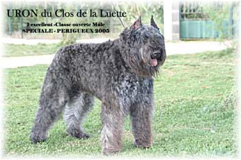 URON © Elevage de bouviers des flandres du Clos de la Luette specialisé pour le bouvier des flandres Copyrigth depose