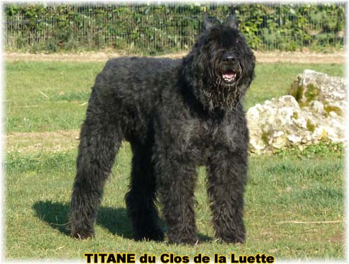 TITANE © Elevage de bouviers des flandres du Clos de la Luette specialisé pour le bouvier des flandres Copyrigth depose