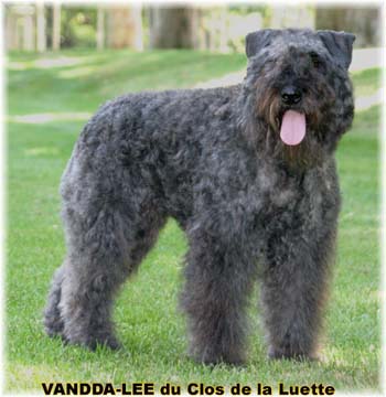 VANDDA LEE © Elevage de bouviers des flandres du Clos de la Luette specialisé pour le bouvier des flandres Copyrigth depose