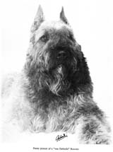 SITE WEB ELEVAGE DU CLOS DE LA LUETTE SPECIALISE POUR LE BOUVIER DES FLANDRES © COPYRIGHT DEPOSE