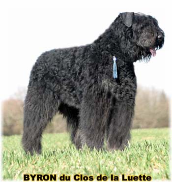  Bouvier des Flandres expositions tous primés