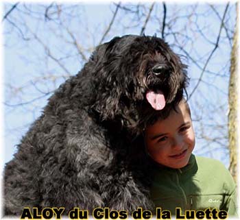  Bouvier des Flandres expositions tous primés