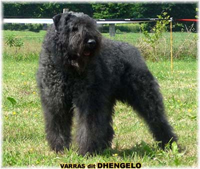 Bouvier des Flandres - Elevage du Clos de la Luette copyright