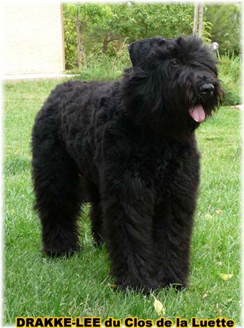 Bouvier des Flandres - Elevage du Clos de la Luette copyright