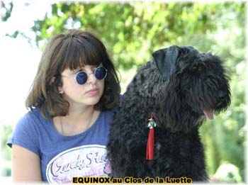  Bouvier des Flandres expositions tous primés