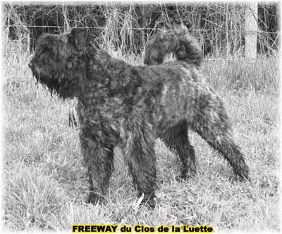 Bouvier des flandres  du CLOS DE LA LUETTE - COPYRIGHT DEPOSE