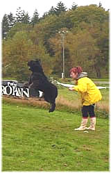 SITE WEB ELEVAGE DU CLOS DE LA LUETTE SPECIALISE POUR LE BOUVIER DES FLANDRES © COPYRIGHT DEPOSE