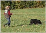 SITE WEB ELEVAGE DU CLOS DE LA LUETTE SPECIALISE POUR LE BOUVIER DES FLANDRES © COPYRIGHT DEPOSE