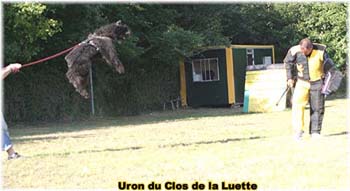 Elevage du CLOS DE LA LUETTE - COPYRIGHT DEPOSE