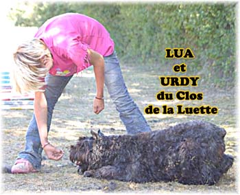 Elevage du CLOS DE LA LUETTE - COPYRIGHT DEPOSE