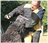 SITE WEB ELEVAGE DU CLOS DE LA LUETTE SPECIALISE POUR LE BOUVIER DES FLANDRES © COPYRIGHT DEPOSE