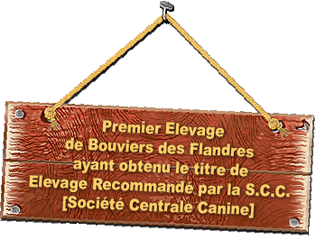 SITE WEB ELEVAGE DU CLOS DE LA LUETTE SPECIALISE POUR LE BOUVIER DES FLANDRES ©